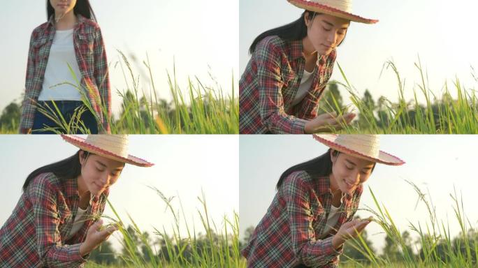 迷人的亚洲年轻少女农夫穿着红色条纹衬衫，戴着草帽，沿着稻田缓慢行走，检查水稻的生长和质量。