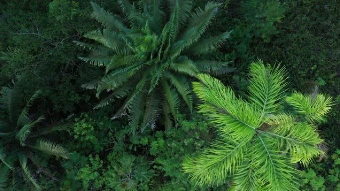 两棵大棕榈树的上方视图，颜色为鲜绿色和深绿色