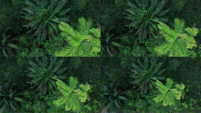 两棵大棕榈树的上方视图，颜色为鲜绿色和深绿色