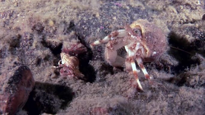大爸爸和小宝宝癌症寄居蟹在白海海底水下。