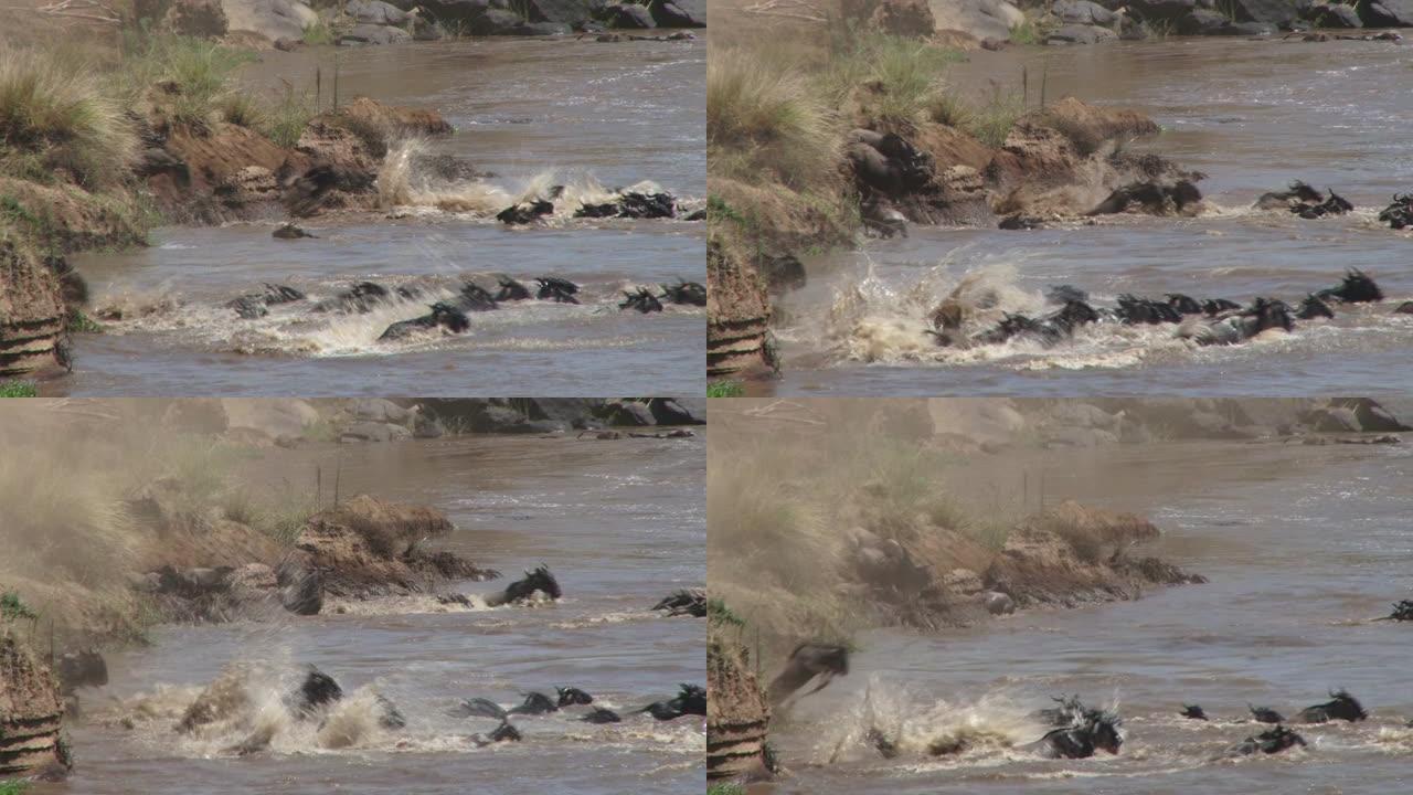 牛羚穿越马拉河时跳入河中