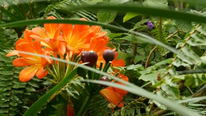 纳塔尔灌木卡菲尔百合花，加利福尼亚，美国。君子兰橙色艳丽，异国情调，火红充满活力的植物开花。热带雨林