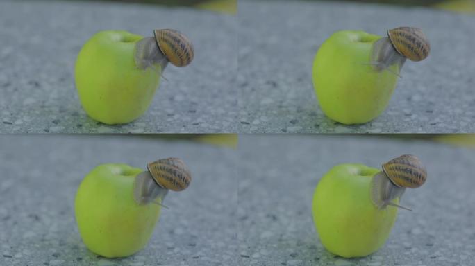 一只蜗牛正爬在一个苹果上。蜗牛在青苹果上。蜗牛在苹果上的特写。