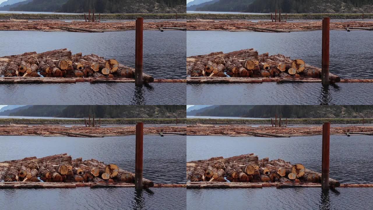原始原木漂浮在加拿大塞沃德的夏洛特皇后菌株上