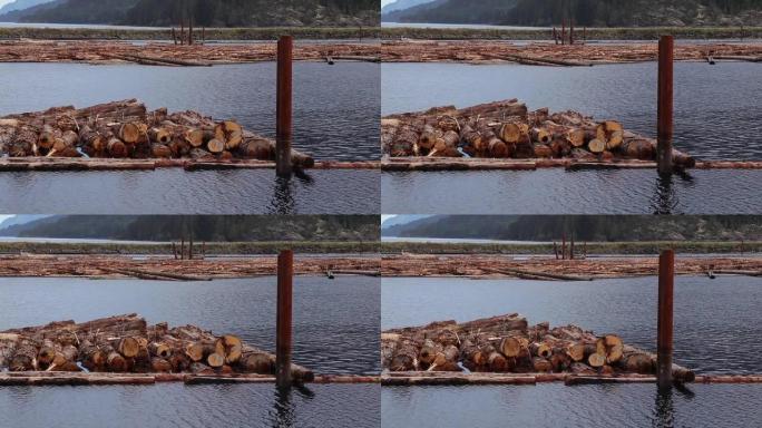 原始原木漂浮在加拿大塞沃德的夏洛特皇后菌株上