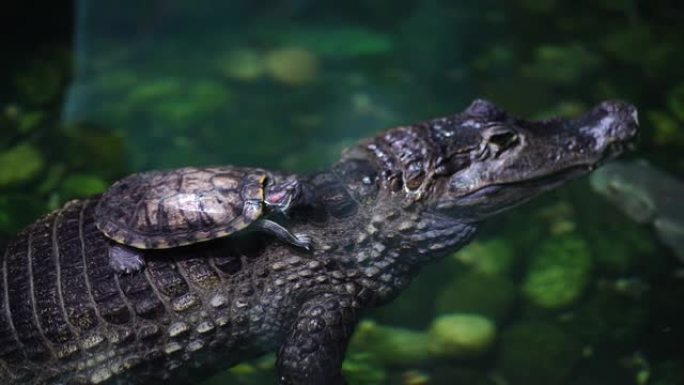 鳄鱼和小海龟在水里的特写。爬行动物在危险的捕食者身上休息的代表