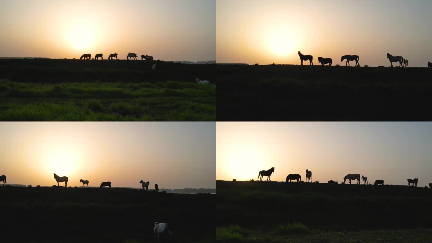 草原马剪影 日出下的马牛羊 草原日落黄昏