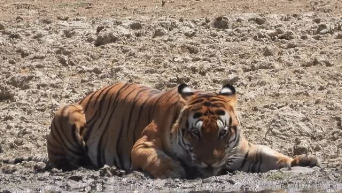 印度最大的老虎之一从印度中部的游泳池喝水