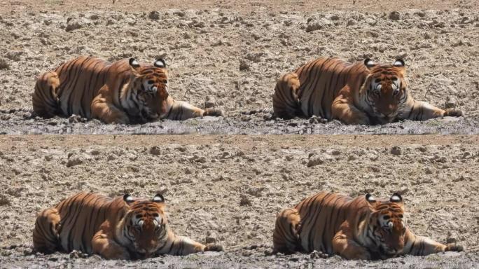 印度最大的老虎之一从印度中部的游泳池喝水