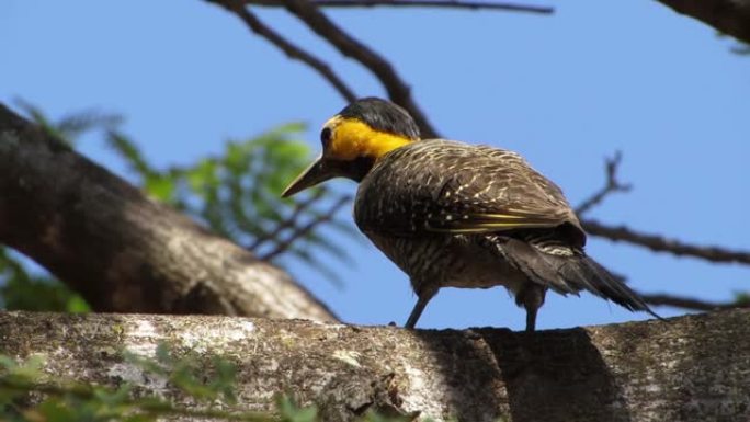 campo flicker (Colaptes campestris) 啄木鸟的极端特写。