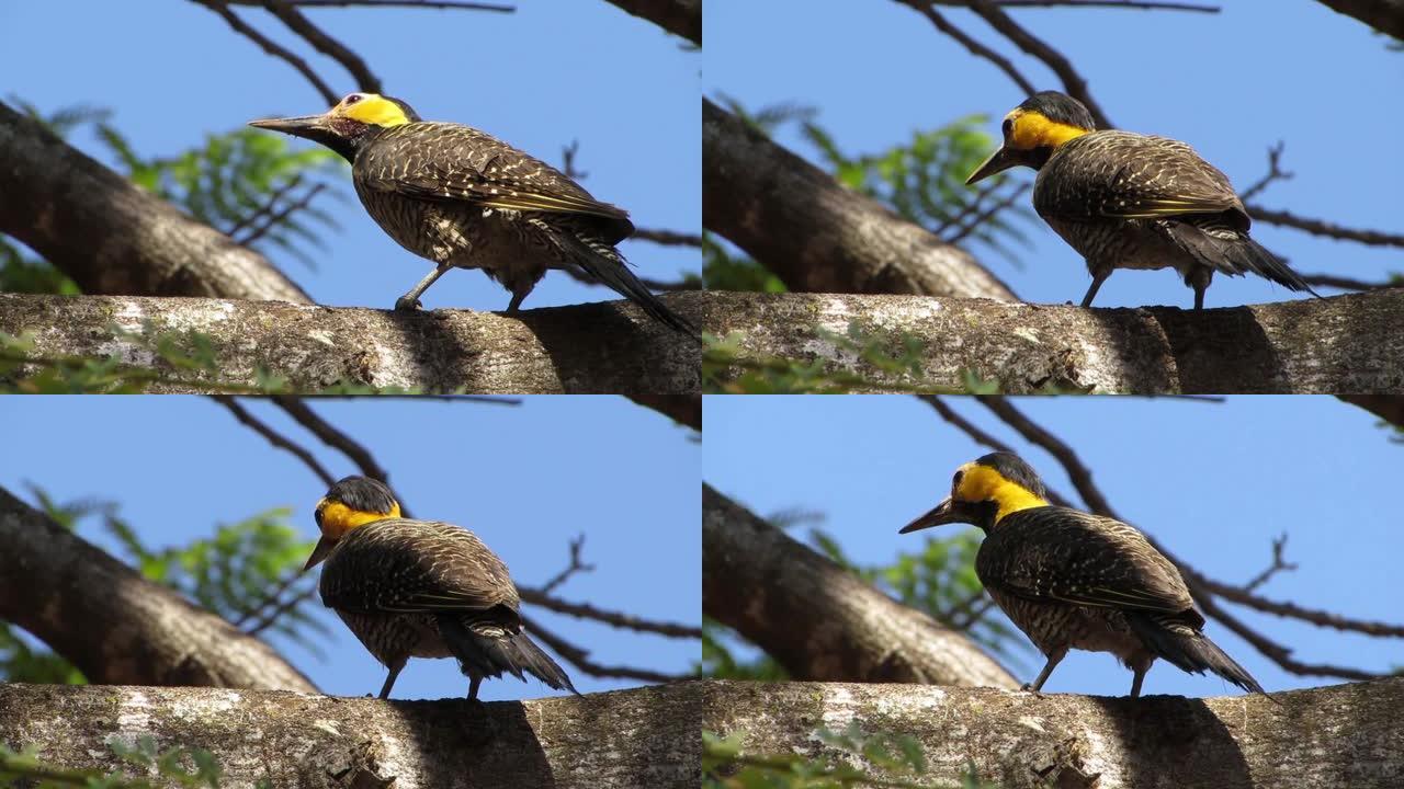 campo flicker (Colaptes campestris) 啄木鸟的极端特写。