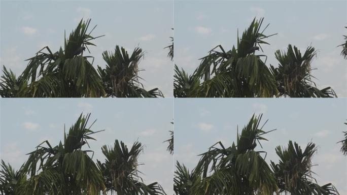 夏季日落傍晚，一只从棕榈树上飞来的乌鸦鸟。野生主题中的动物。