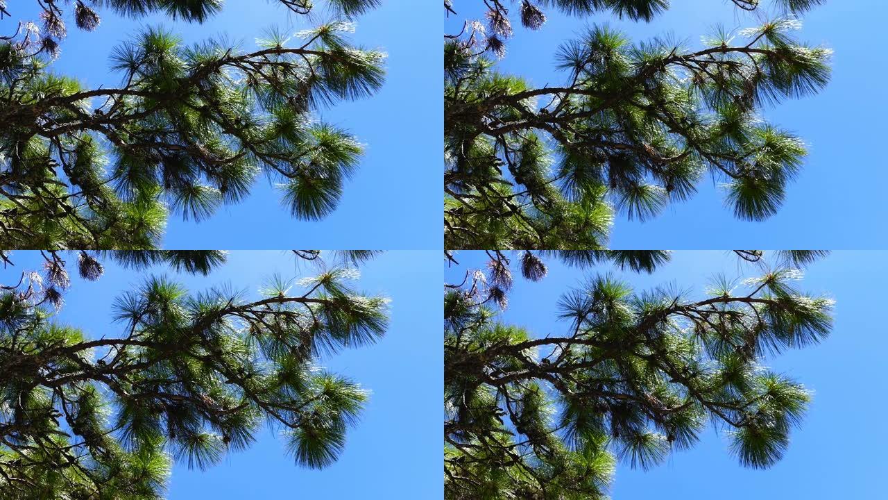 雪松的绿色树枝在风中摇曳。4k镜头
