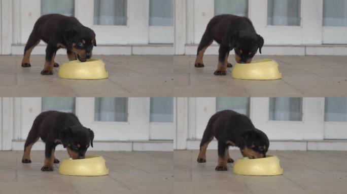 罗威纳犬小狗吃碗里的食物。慢动作。