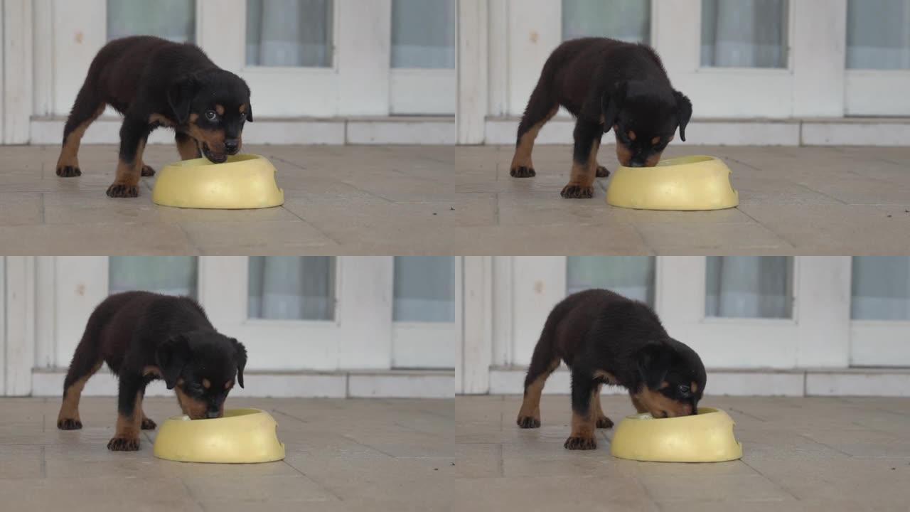 罗威纳犬小狗吃碗里的食物。慢动作。