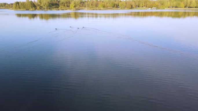 鸭子游湖日落自然景观和谐