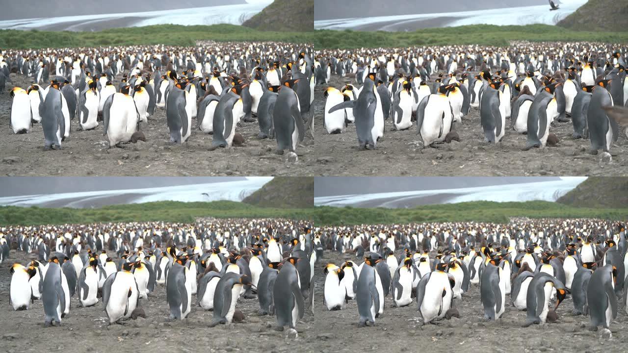 南乔治亚的国王企鹅殖民地，索尔兹伯里平原-1000的国王企鹅