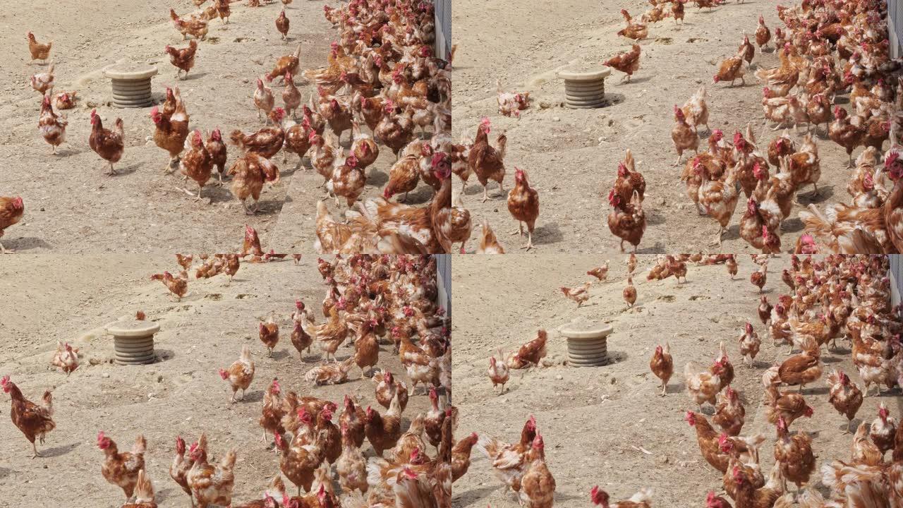 养鸡场。自由放养的鸡