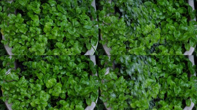 在植物中浇水豆瓣菜