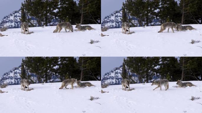 两只土狼在黄石公园觅食，一只在黄石公园散步的冬季镜头