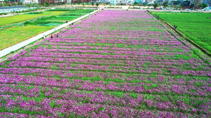 4k珠海斗门乡村振兴格桑花花海航拍