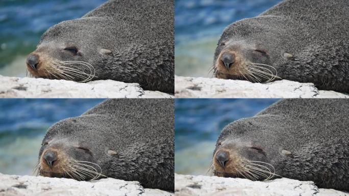 可爱的海狗睡在南岛凯库拉的岩石上