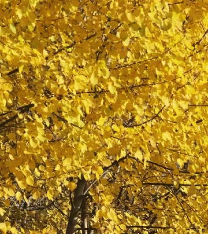 垂直视频: 金秋。在阳光明媚的秋天，树上的黄色叶子在风中摇曳