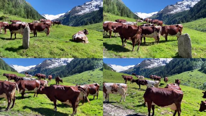 欧洲阿尔卑斯山的山牛