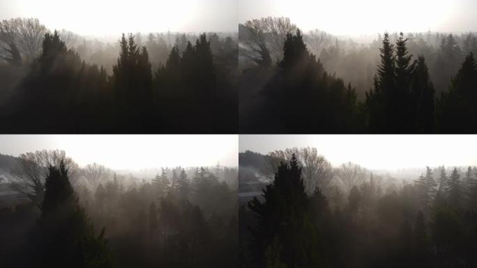 大雾天气和树木，晨雾，阴沉天气，阴沉天气和树木，空中雾视图，空中雾视频，空中阴暗，滑过拱形树木