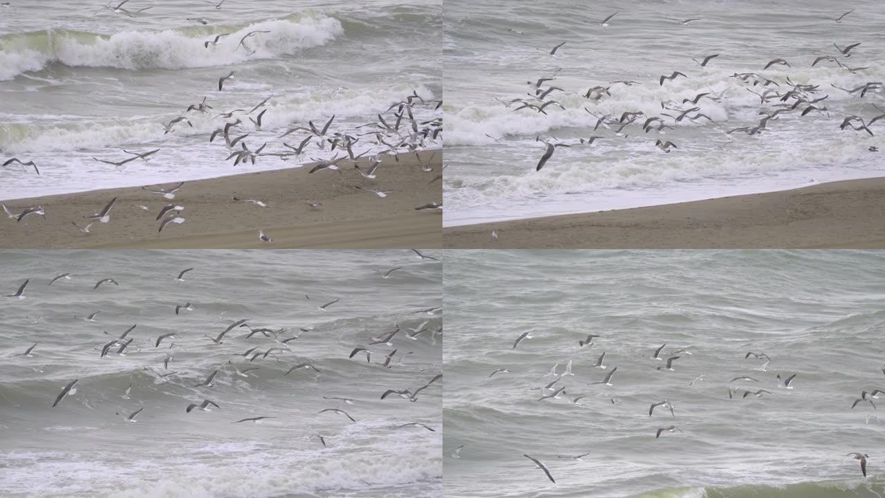 海洋中的海鸥群以4k慢动作60fps