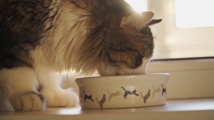 美丽蓬松的猫从一个白色的碗里吃，有一只蹦蹦跳跳的小猫。慢动作。特写。