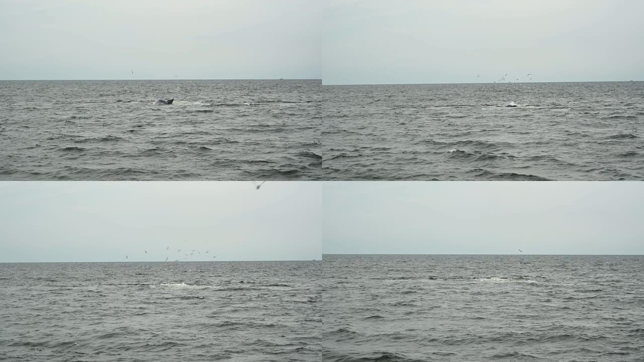 Bryde的鲸鱼，Balaenopteridae，4k镜头; 燕鸥在大燕子后张开嘴，以从嘴里出来的食