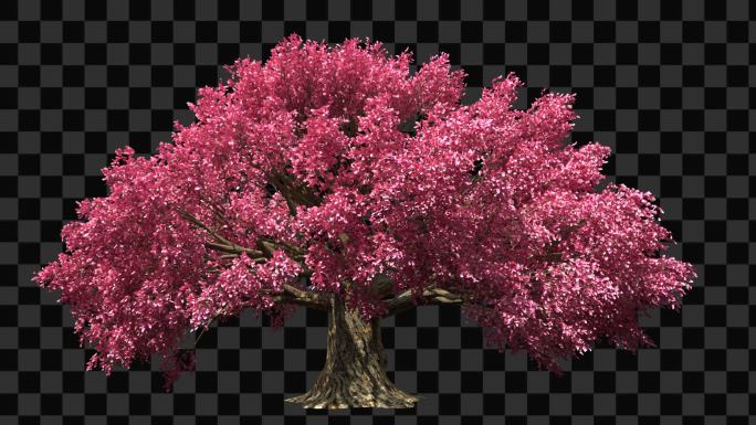 一颗桃花树生长开花-带透明通道