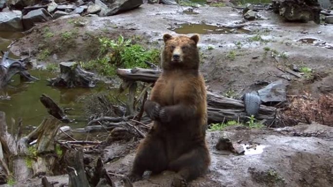 黑熊坐在岩石上并加入其爪子