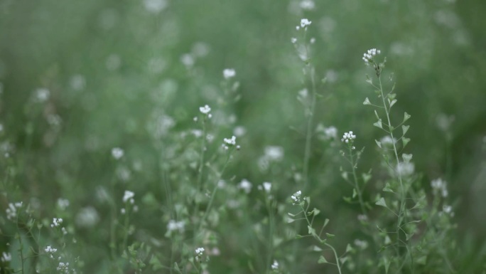 野菜花 地菜花