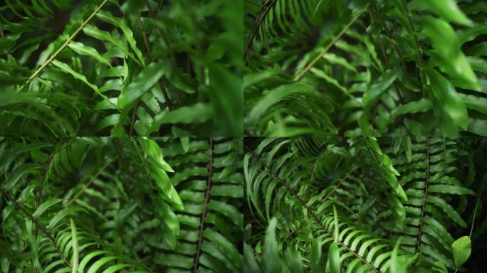 绿叶背景抽象全画幅镜头环境关注