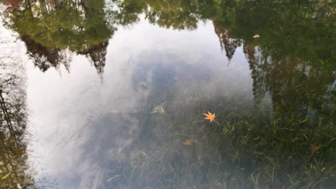 黄色枫叶漂浮在宁静的湖上，有树木和天空的倒影，干净的水由于CPL效应，水草在水中摇摆，4k慢动作b滚