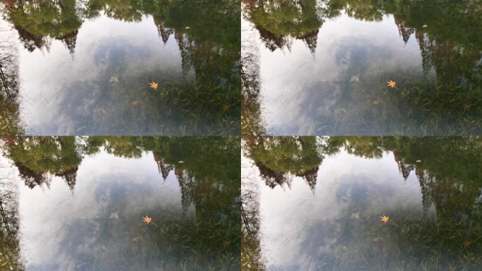黄色枫叶漂浮在宁静的湖上，有树木和天空的倒影，干净的水由于CPL效应，水草在水中摇摆，4k慢动作b滚