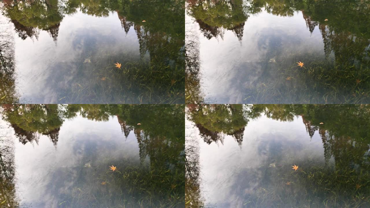 黄色枫叶漂浮在宁静的湖上，有树木和天空的倒影，干净的水由于CPL效应，水草在水中摇摆，4k慢动作b滚