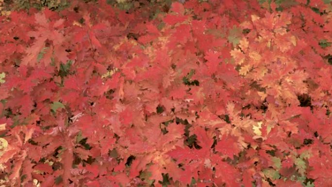 红色的秋叶被风吹起