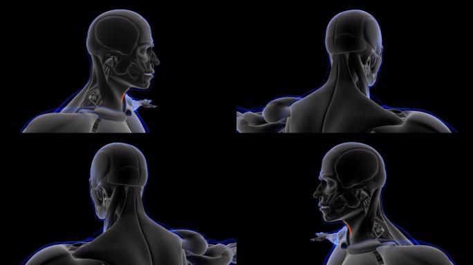 医学概念3D胸骨舌骨肌解剖