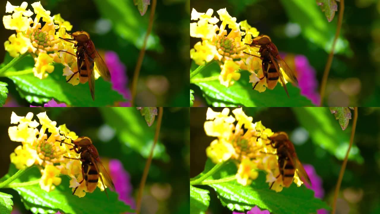 黄花授粉期间的蜜蜂蜜蜂