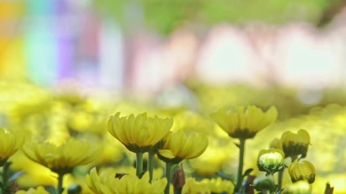 在明亮的阳光下特写宏观黄色菊花