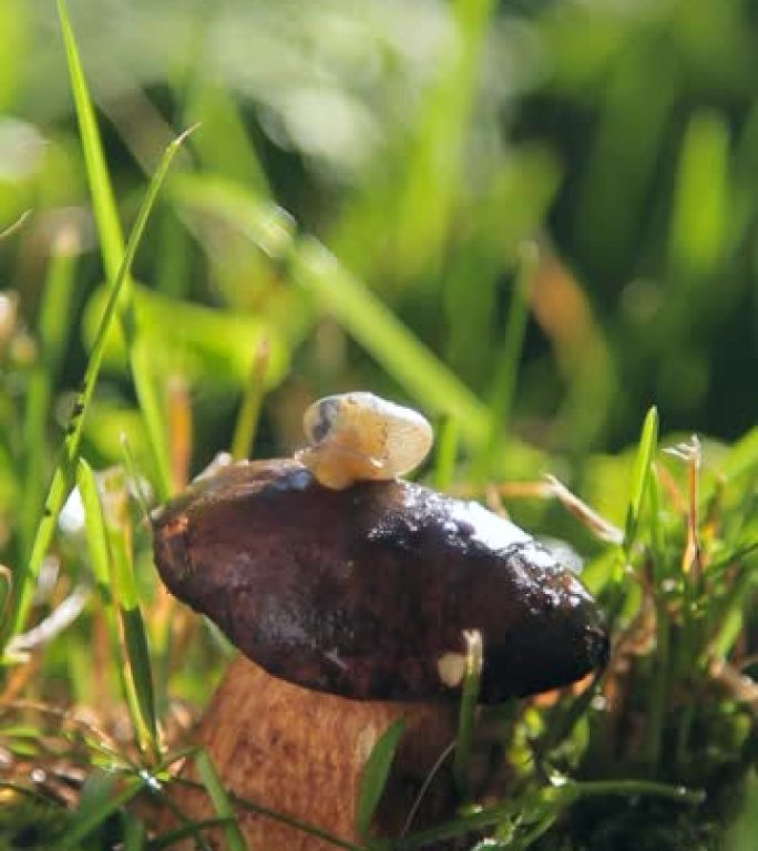 蘑菇上的蜗牛垂直射击。雨后。