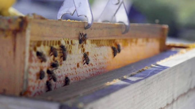 蜜蜂在养蜂场爬行