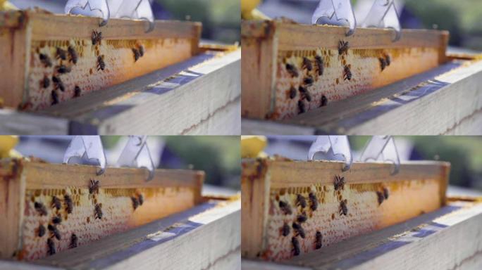 蜜蜂在养蜂场爬行