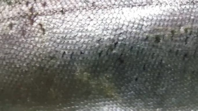 带有灰色或灰色和银色光泽皮肤鳞片的鱼特写