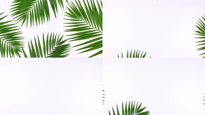热带棕榈叶的运动
