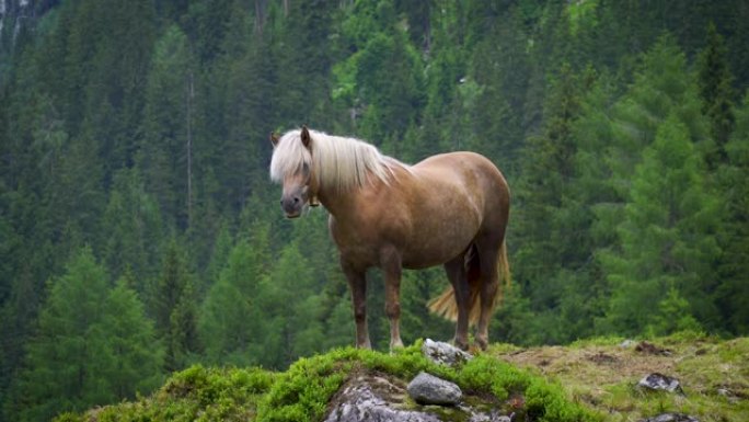 哈弗林格山马马种分类高山马野外马