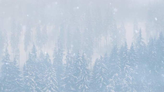 冬季森林中积雪落在树上的全景视频剪辑，徒步旅行中在高山上拍摄。高地山公园冰冻木材的美丽全景镜头